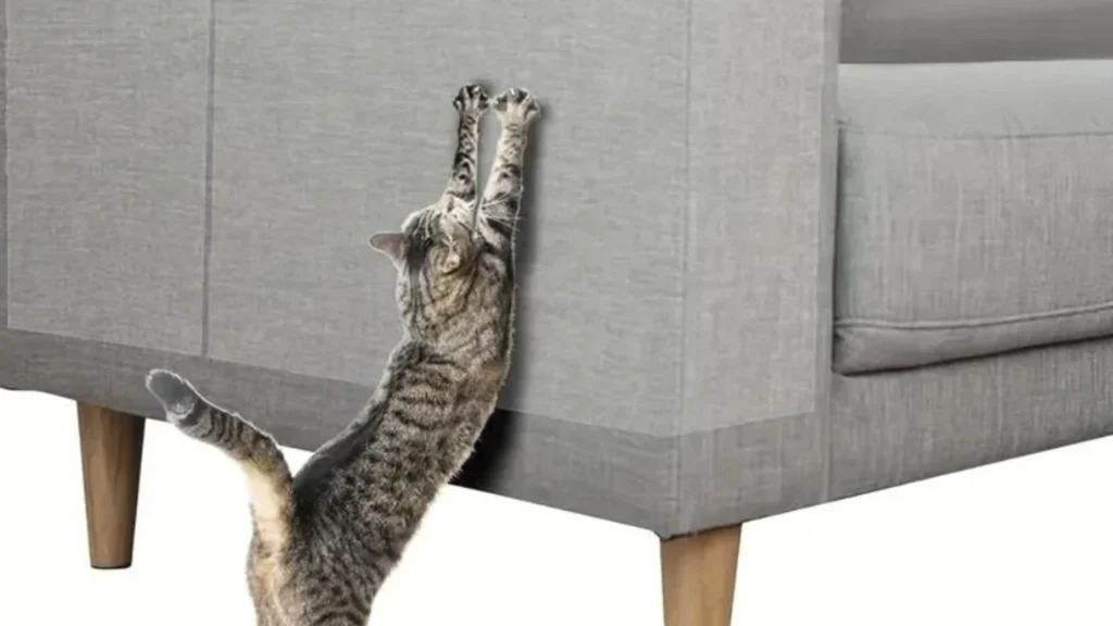 gatos arañan muebles
