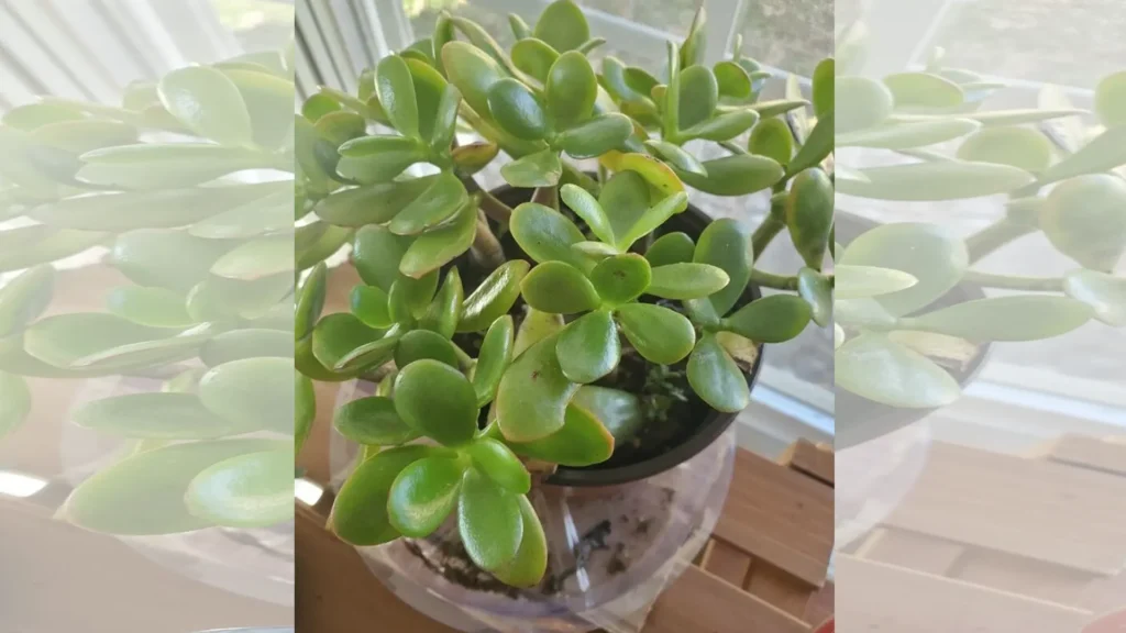 Plantas de buena suerte