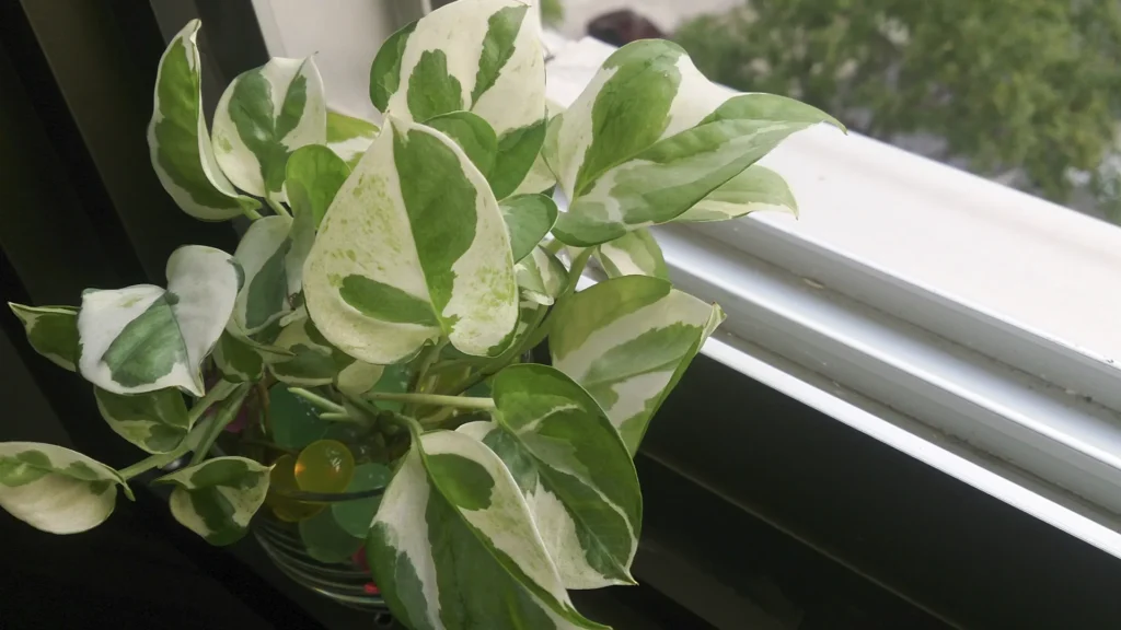 Plantas de buena suerte
